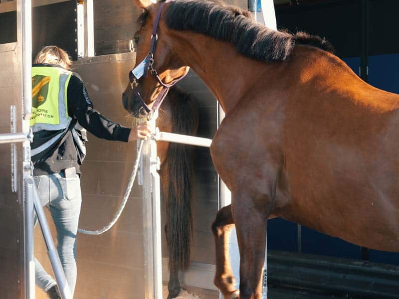 maastricht-airport--live-animals-video